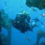 Cozumel, il luogo ideale per le immersioni