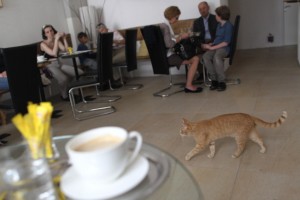 Neko Cafè: a Vienna un caffè in compagnia dei gatti